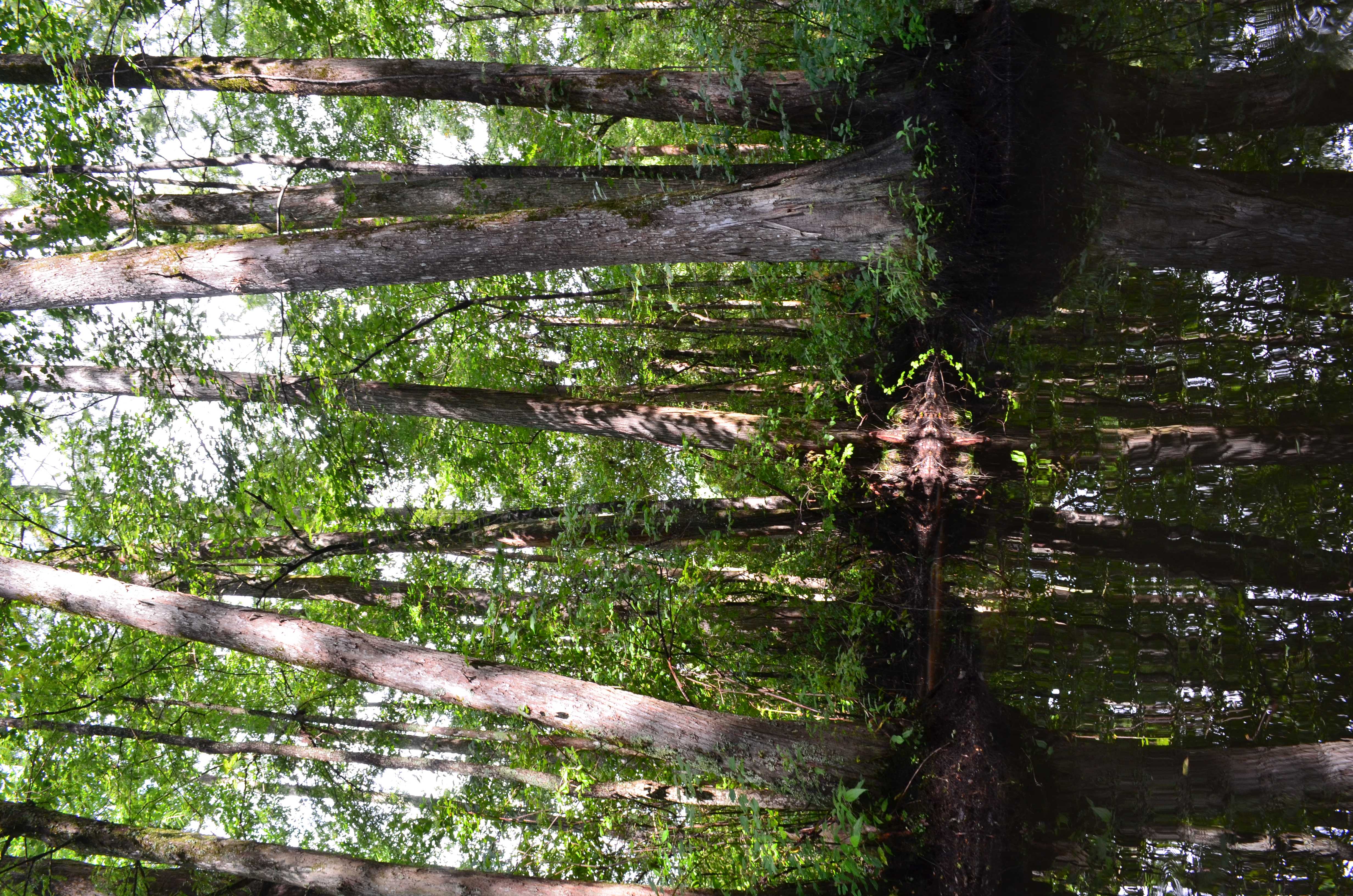 ./2017/13 - Roberson Millpond Preserve/DSC_0541.JPG